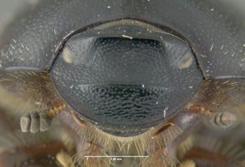 Media type: image;   Entomology 611419 Aspect: head frontal view